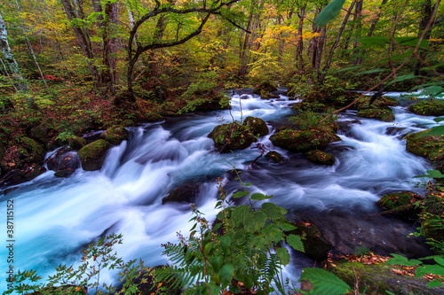 stream in the forest