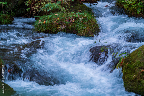 stream in the forest