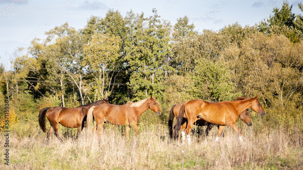 a small herd of horses walks through a wild field against the backdrop of a forest