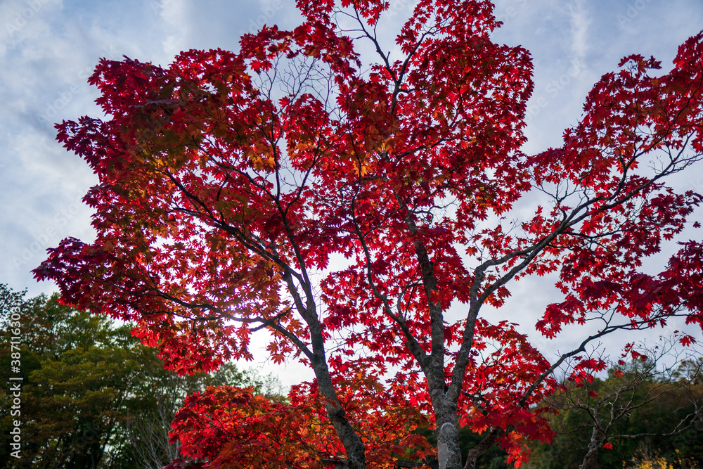 maple tree