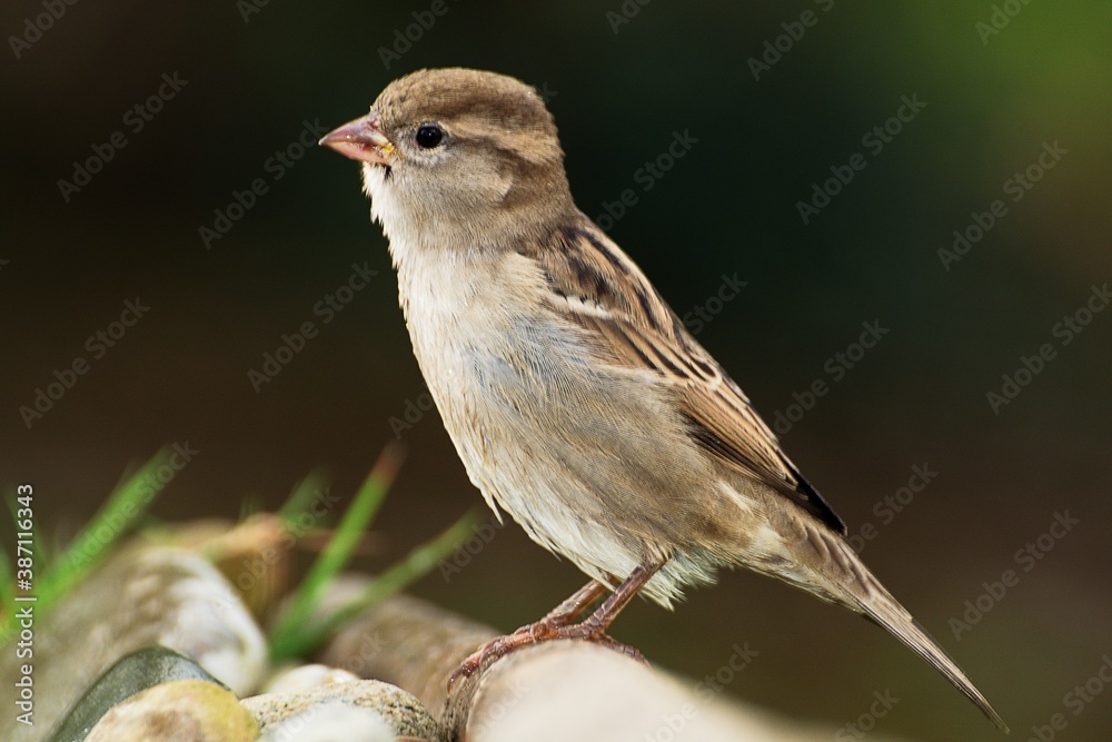 Young sparrow (Passer montanus) sitting on the stick. Czech Republic. Europe. Young sparrow (Passer montanus) sitting on the stick. Czech Republic. Europe.