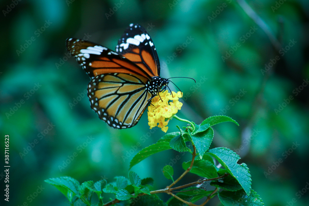 beautiful butterfly in india beautiful butterfly in india