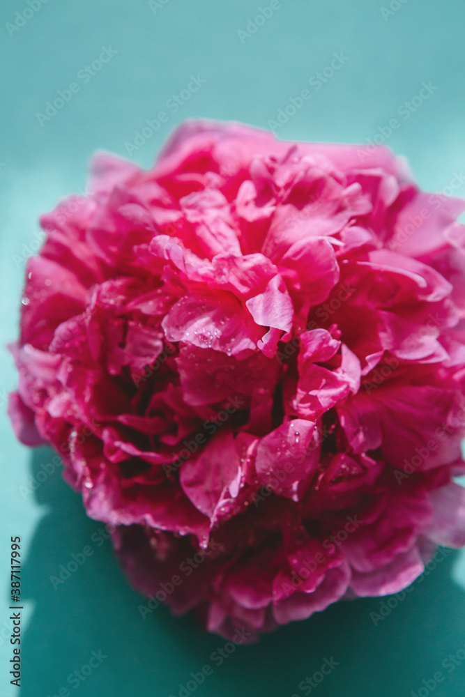 Close-up of frozen peony flower