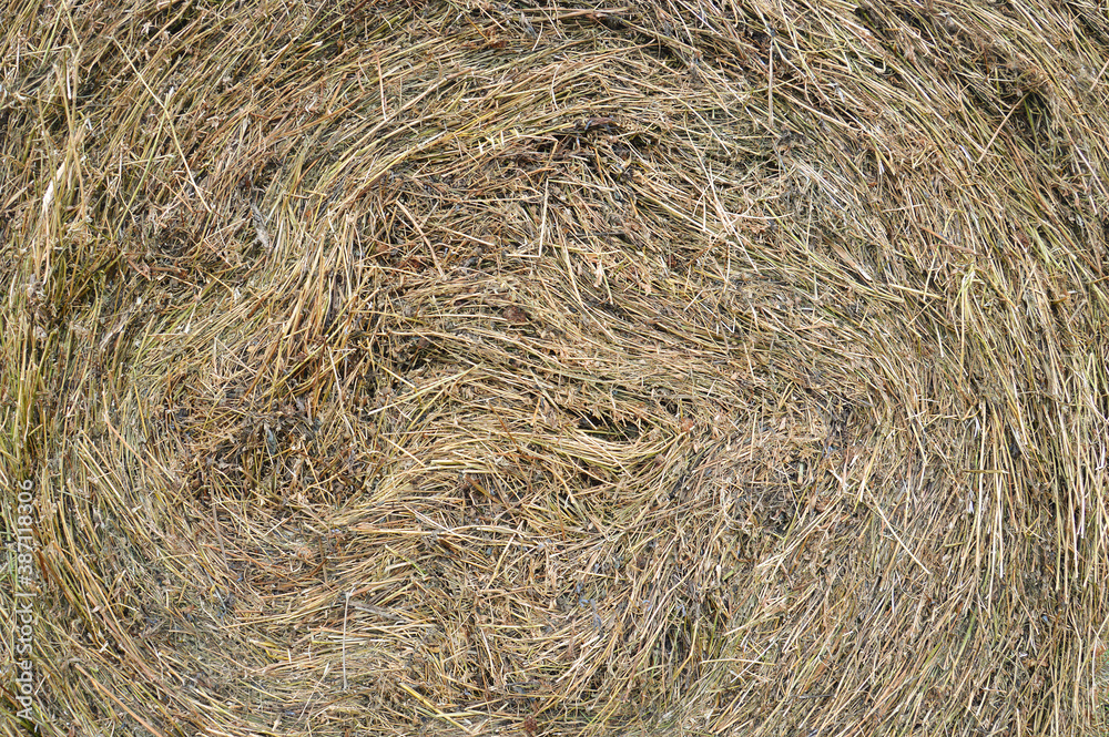 Haystack close-up. The texture of the cut dried grass. Yellow structural background. Haystack close-up. The texture of the cut dried grass. Yellow structural background.