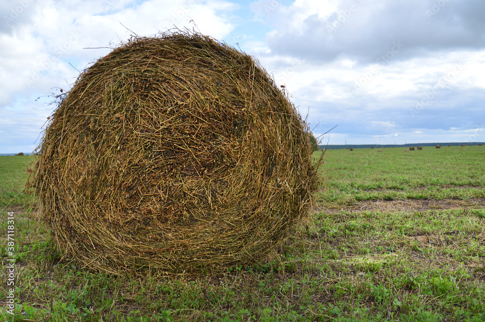 Making hay for the winter. Haystack in the field. Making hay for the winter. Haystack in the field.