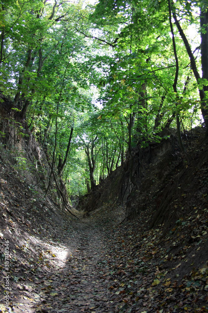 Naklejka premium Gorge of Saint Queen Jadwiga in Sandomierz
