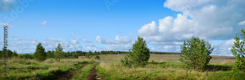 Panorama. Picturesque sunny landscape with field, pine trees and blue sky with white lambs of clouds.