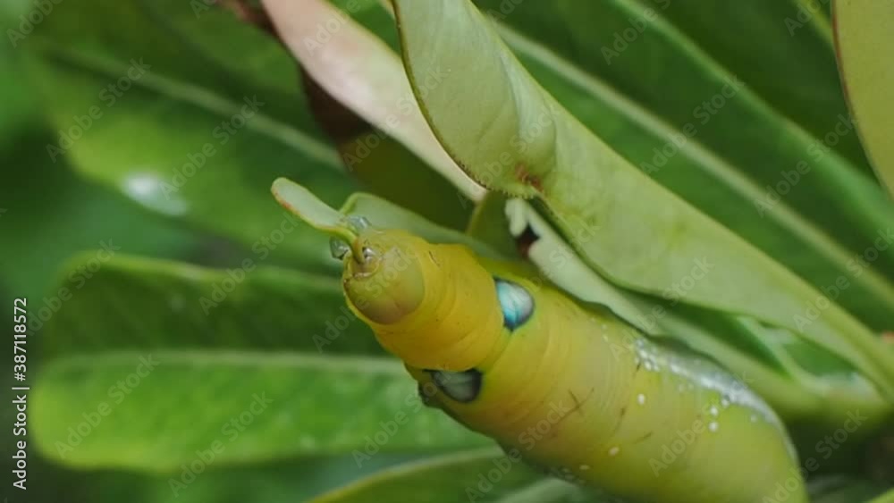 Vdo. Close-up a green Larvae of Oleander Hawk-Moth (Daphnis nerii) eating green leaf of desert rose with green nature blurred background.