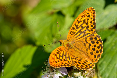Canvas Print Silver-washed Fritillary butterfly (Argynnis paphia), male, Cabilla Woods, Cornwall, England, UK