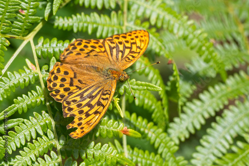 Silver-washed Fritillary butterfly (Argynnis paphia), male, Cabilla Woods, Cornwall, England, UK.