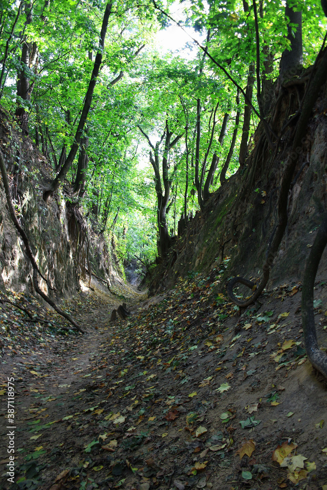 Fototapeta premium Gorge of Saint Queen Jadwiga in Sandomierz