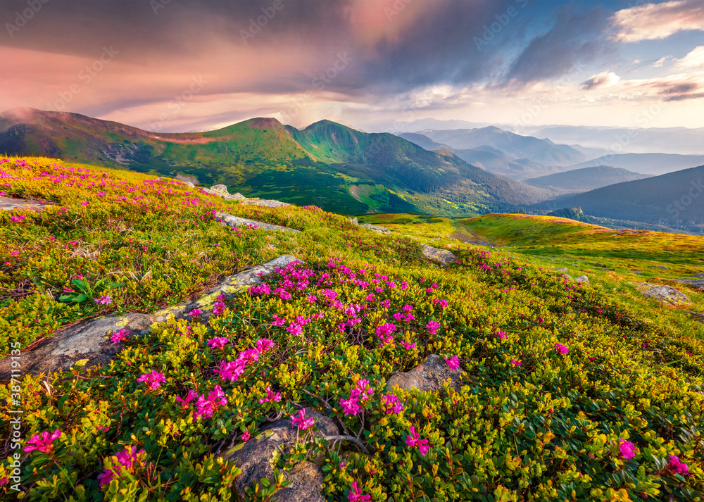 Obraz premium Stunning summer view of Chornogora mountain range with Dantsizh peak on background. Blooming pink rhododendron flowers on Carpathian hills. Beauty of nature concept background.