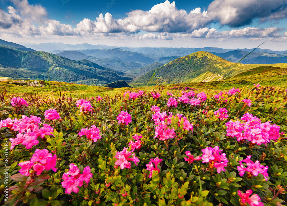 Blooming pink rhododendron flowers on the Carpathians hills. Amazing summer scene of Homula mount on background, Ukraine, Europe. Beauty of nature concept background.