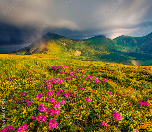 Dramatic overcast on Chornogora mountain range with Turkul peak on background. Blooming pink rhododendron flowers on Carpathian hills in June. Beauty of nature concept background..