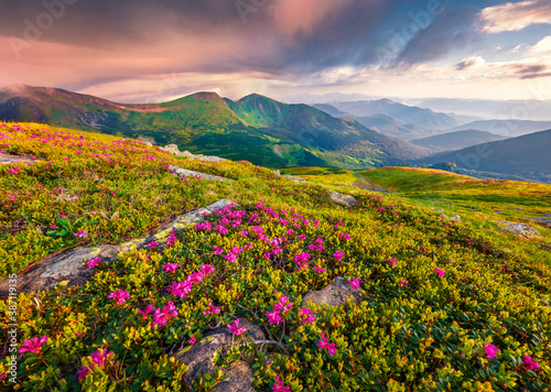 Stunning summer view of Chornogora mountain range with Dantsizh peak on background. Blooming pink rhododendron flowers on Carpathian hills. Beauty of nature concept background.