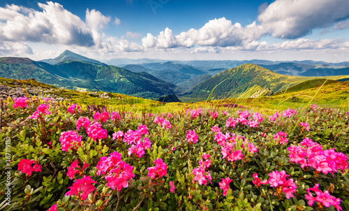 Blooming pink rhododendron flowers on the Chornogora range. Picturesque summer view of Carpathian mountains with highest peak Hoverla on background, Ukraine, Europe.