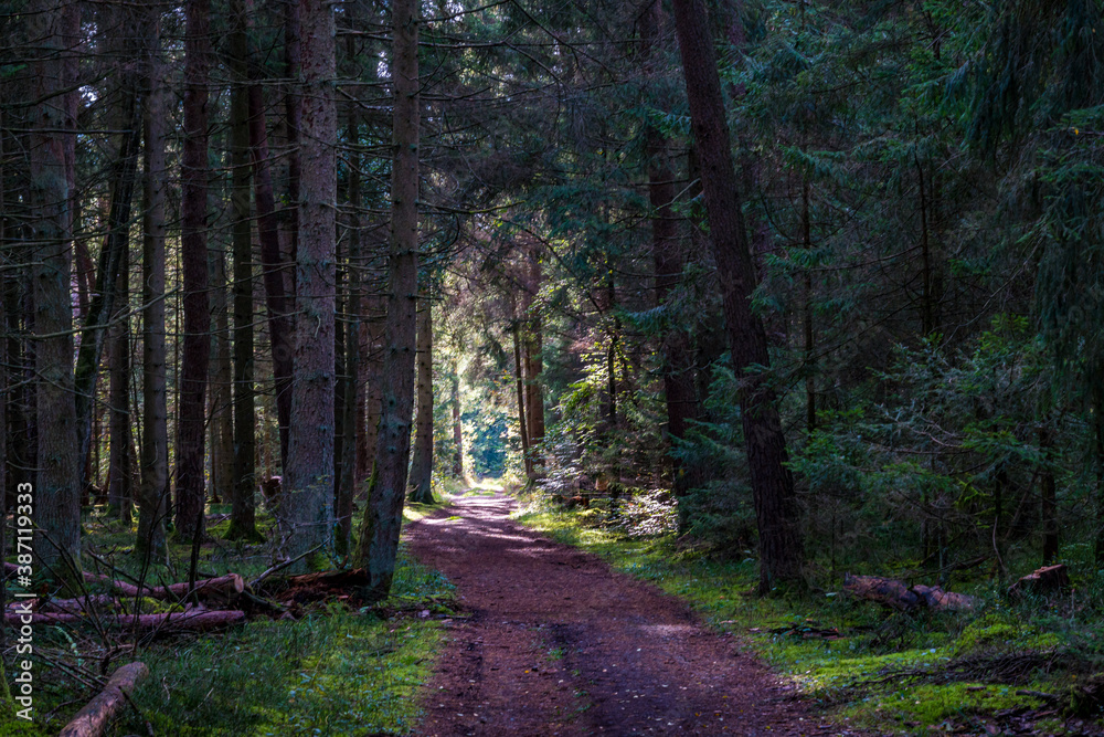Fototapeta premium Fantastic hike in the Schrecksee nature reserve in Upper Swabia