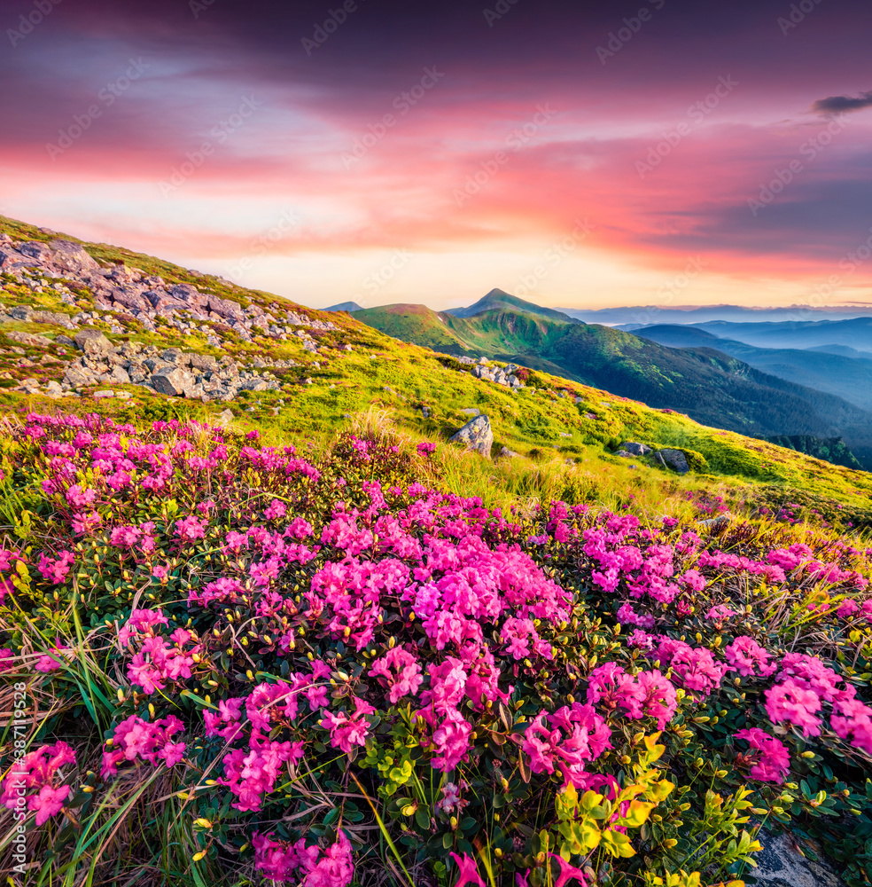 Blooming pink rhododendron flowers on Chornogora ridge. Unbelievable summer view of Carpathian mountains with highest peak Hoverla on background, Ukraine. Beauty of nature concept background.
