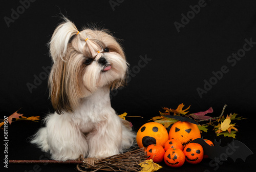a cute shih tzu dog shows tongue with halloween citrus