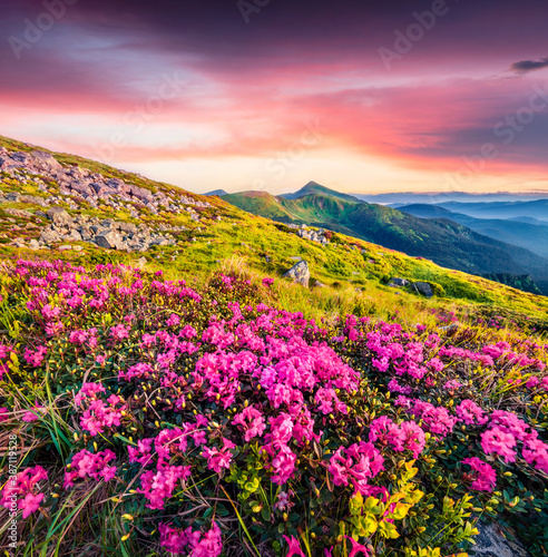 Blooming pink rhododendron flowers on Chornogora ridge. Unbelievable summer view of Carpathian mountains with highest peak Hoverla on background  Ukraine. Beauty of nature concept background.