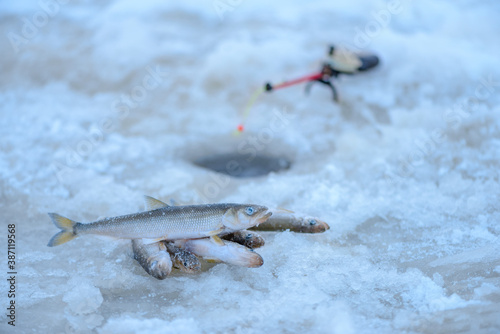 The smelt is lying on the ice. photo