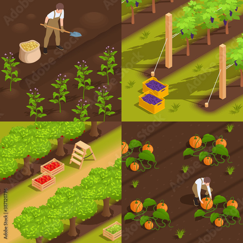 Farm Harvesting Isometric Concept 