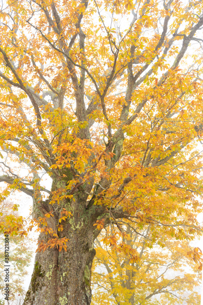 autumn tree in the park