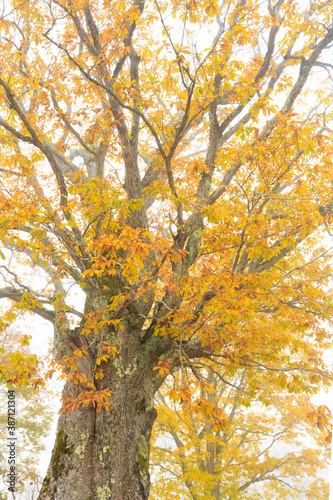 autumn tree in the park