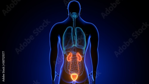 Принти на полотні 3d illustration of human urinary system kidneys with bladder anatomy