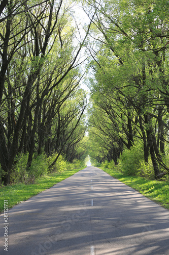 countryside road in green spring forest