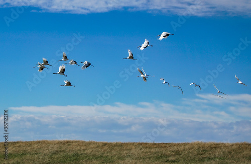 birds in flight © ZHI
