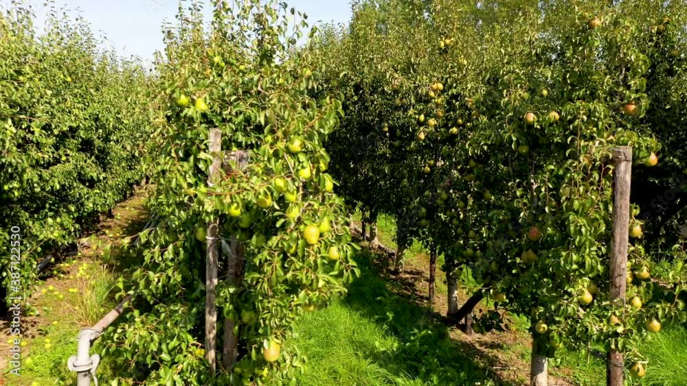 Apple and Pear harvest Apple and Pear harvest