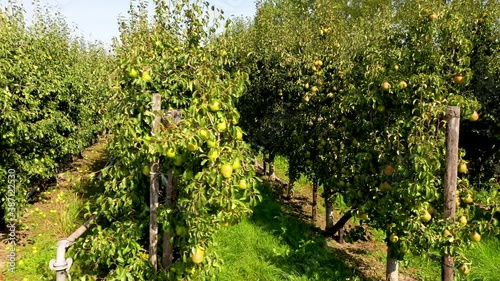 Apple and Pear harvest photo