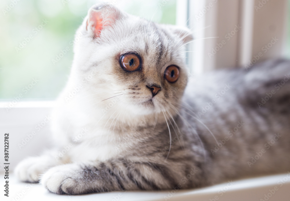 Naklejka premium gray striped scottish fold kitten on windowsill