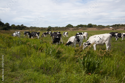 Black and white cows grazing in a field in Wareham, Dorset in the south of England © Ben