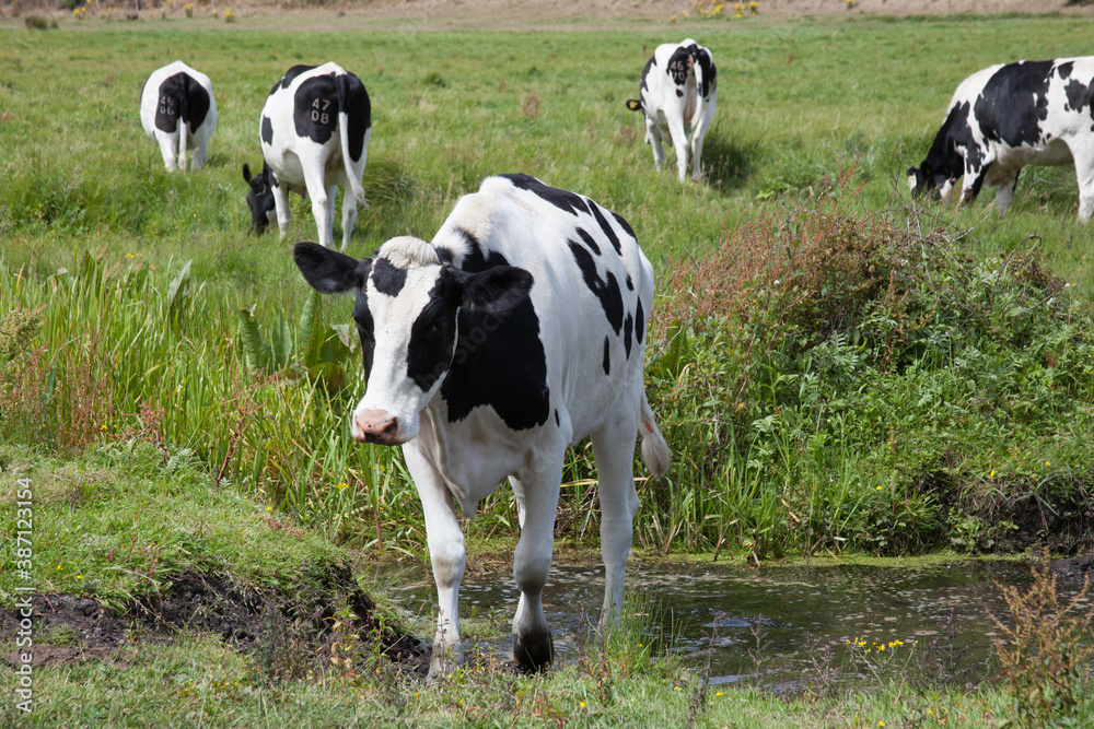A cow crossing a shallow stream in Wareham, Dorset in the United Kingdom A cow crossing a shallow stream in Wareham, Dorset in the United Kingdom