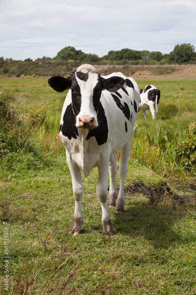 A cow stood in a field in Wareham, Dorset in the United Kingdom A cow stood in a field in Wareham, Dorset in the United Kingdom