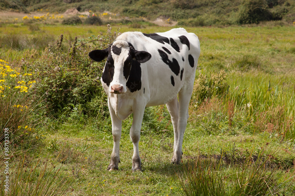 A cow stood alone in a field in Wareham, Dorset in the United Kingdom