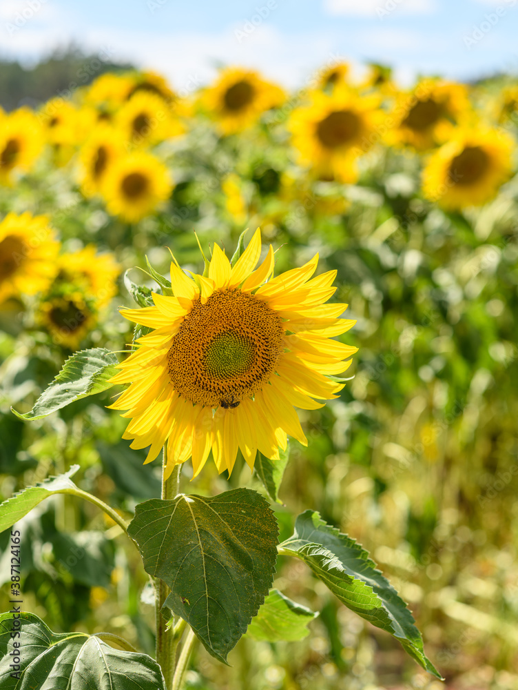 Fototapeta premium sunflowers in the field with one in front