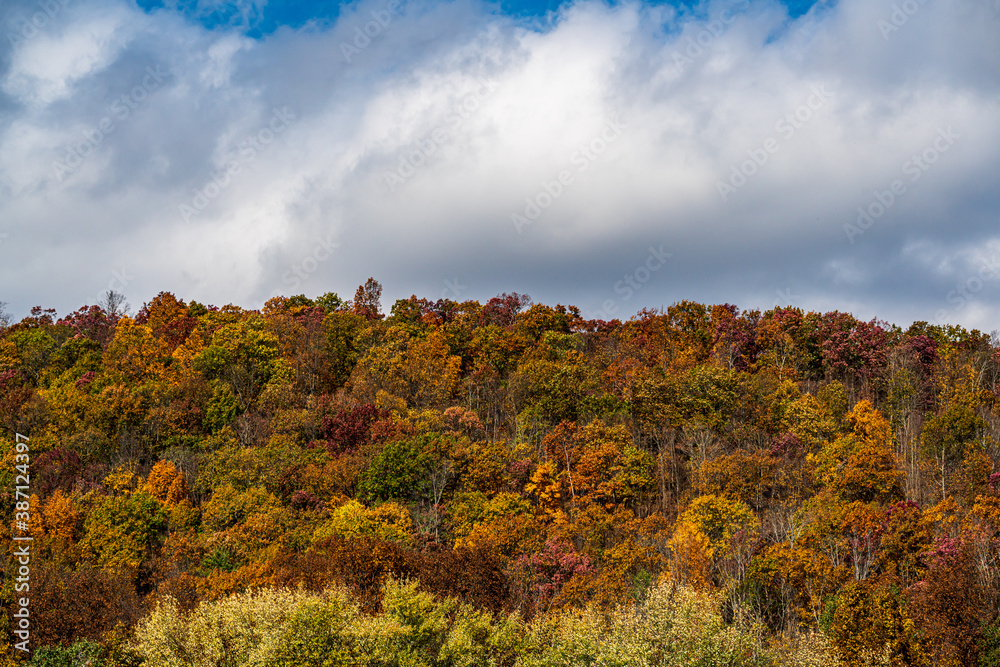 autumn landscape with trees