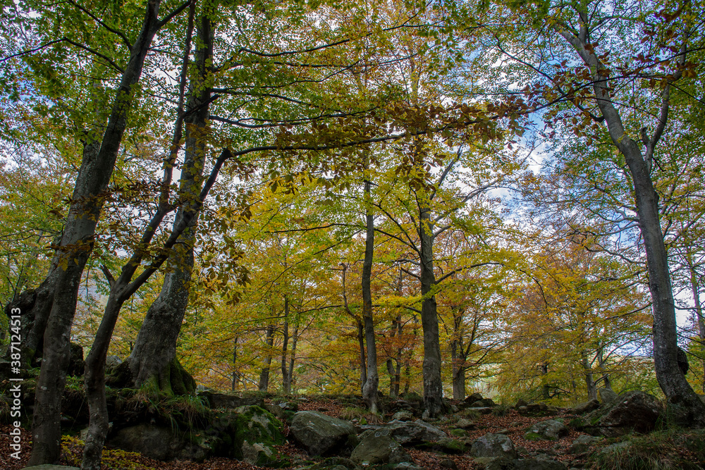 bosco in autunno
