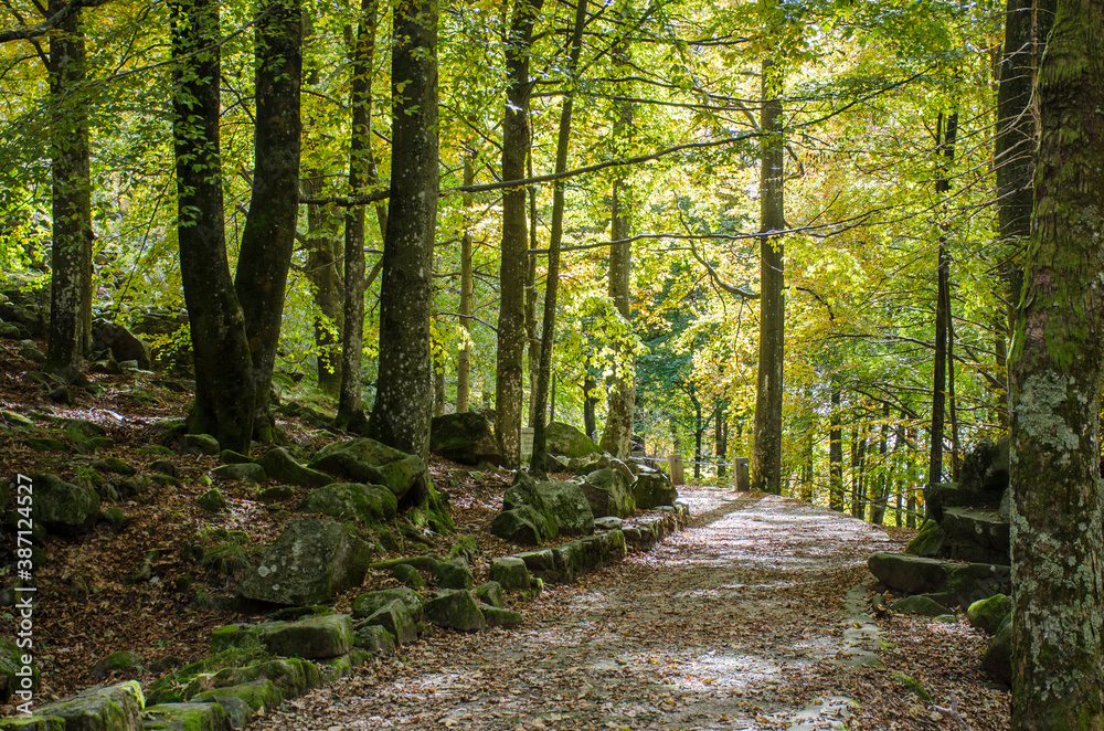 Obraz premium bosco in autunno