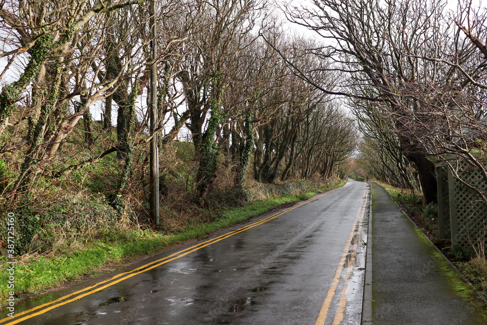 Fototapeta premium Carretera franqueada por árboles