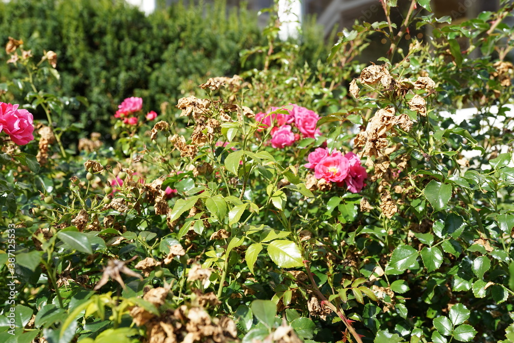 Blümchen in der Natur