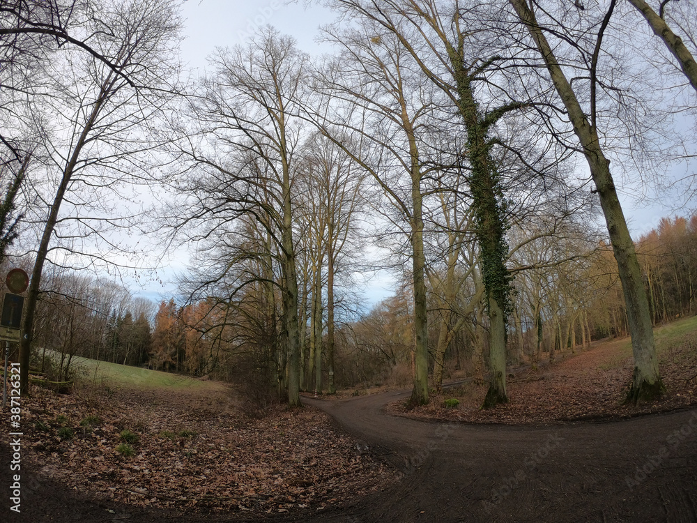 The forest of Drachenfels (Dragon's Rock) in Siebengebirge Nature Park (Siebengebirge Naturpark), North Rhine-Westphalia, Germany. The beech is one of the dominant tree species.