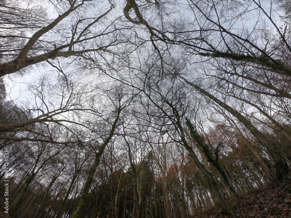 The forest of Drachenfels (Dragon's Rock) in Siebengebirge Nature Park (Siebengebirge Naturpark), North Rhine-Westphalia, Germany. The beech is one of the dominant tree species. The forest of Drachenfels (Dragon's Rock) in Siebengebirge Nature Park (Siebengebirge Naturpark), North Rhine-Westphalia, Germany. The beech is one of the dominant tree species.