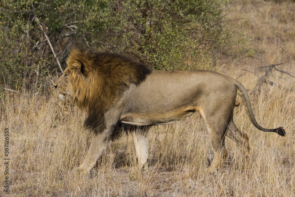 Large adult male lion (Panthera leo) closeup with a gorgeous mane walking in the grass in Kruger National Park, South Africa Large adult male lion (Panthera leo) closeup with a gorgeous mane walking in the grass in Kruger National Park, South Africa