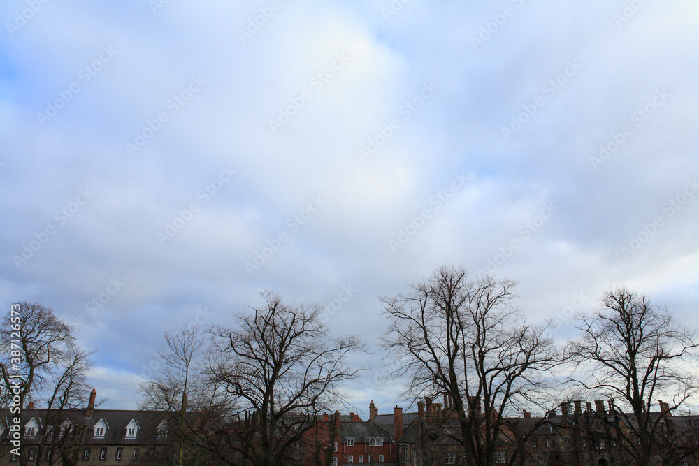 冬の曇り空樹木シルエット