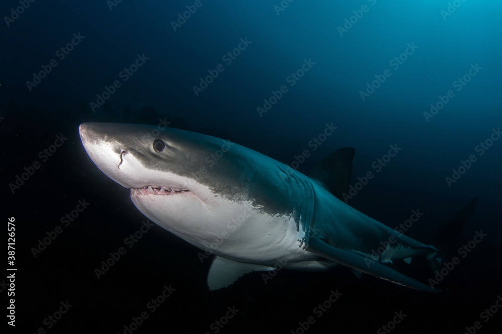 Obraz premium Great White Shark Neptune Islands Australie