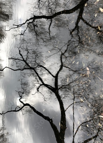 tree branches reflection on the water